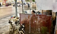 People who raise dogs and cats in Ho Chi Minh City will be severely punished if they affect others