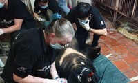 Các chuyên gia của tổ chức động vật châu Á tiếp nhận 3 cá thể gấu do người dân Lạng Sơn bàn giao .Ảnh: Đ. Ngọc 
