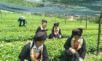Chị Tàn và phụ nữ người Dao ở huyện Bình Gia, tỉnh Lạng Sơn ươm cây giống, phát triển sản xuất -Ảnh: Duy Chiến 