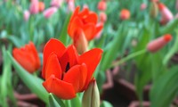 Hoa tulip nở rực rỡ trên vùng đất &quot;khắc nghiệt&quot;