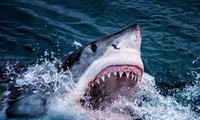 Cá mập trắng 6 mét gãy răng vì cắn thuyền kayak của thợ lặn