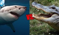 1001 thắc mắc: Vì sao cá sấu lại nguy hiểm hơn cá mập?