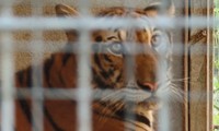 9 con hổ ở Nghệ An còn sống sau vụ giải cứu: Mỗi ngày tiêu tốn hết 20 triệu đồng 