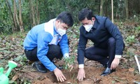 Tuổi trẻ Nghệ An chung tay trồng hơn 10.000 cây lim xanh