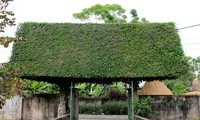 Ngắm cây duối cổ thụ, được tạo hình độc đáo ở làng quê xứ Nghệ