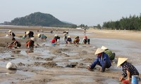 Hàng trăm người chen chúc lật cát tìm ngao trên bãi biển