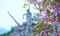 Đẹp nao lòng con đường hoa ban ở chứng tích huyền thoại Truông Bồn