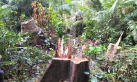 Công an vào cuộc làm rõ trách nhiệm vụ phá 2,7 ha rừng phòng hộ 
