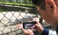 Nỗi lo cá sấu sổng chuồng ở công viên lớn nhất Nghệ An