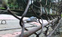 Nỗi lo cá sấu xổng chuồng ở công viên lớn nhất Nghệ An: Cơ quan chức năng nói gì?
