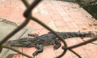Chuyển đàn cá sấu 10 con ra khỏi công viên lớn nhất Nghệ An
