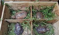 Giải cứu 59 cá thể rùa đầu to bị mua bán trái phép