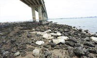 Đất đá, bê tông bị &apos;bỏ quên&apos; gần 10 năm dưới chân cầu ở Hà Tĩnh