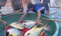 Ngư dân Hà Tĩnh trúng 3 tấn cá chim vàng, thu hơn nửa tỷ đồng 