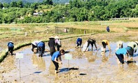 Thanh niên xuống ruộng bắt hơn 1 tấn ốc bươu vàng cứu lúa
