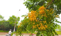 Hoa giáng hương nở vàng rực trên đường phố Hà Tĩnh