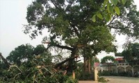 Tin mới vụ cây đa hơn 300 tuổi ở Nghệ An gãy đổ làm bốn học sinh bị thương