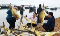 Trúng đậm mẻ cá chim vàng, ngư dân thu hơn nửa tỷ đồng 