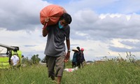 Nông dân Hà Tĩnh hối hả gặt lúa ‘chạy bão’ Côn Sơn