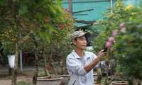Biến hoa dại thành bonsai tiền triệu thu hút khách mua chơi Tết