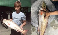 Ngư dân Hà Tĩnh nghi bắt được cá sủ vàng quý hiếm