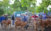 Độc đáo chợ bán trâu, bò lớn nhất Hà Tĩnh