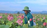 Đẹp ngỡ ngàng cảnh dân thu hoạch sen giữa cánh đồng lớn nhất Hà Tĩnh