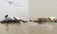 Liên tiếp phát hiện xác cá voi trôi dạt vào bờ biển Hà Tĩnh