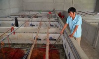 Độc đáo mô hình nuôi lươn không bùn cho thu nhập cao