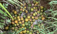 Dân trồng cam, bưởi đặc sản thiệt hại nặng sau mưa lũ