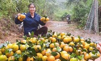 Thủ phủ cam Hà Tĩnh vào vụ thu hoạch, nông dân &apos;đếm quả tính tiền&apos;
