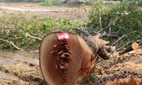 Rows of 30-year-old nacre trees were cut down for a hundred billion project, making many people regret