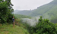 Nắng nóng đỉnh điểm, nông dân vất vả &apos;làm mưa&apos; chống hạn cho cây trồng