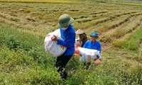 Thanh niên tình nguyện xuống đồng thu hoạch lúa giúp người dân