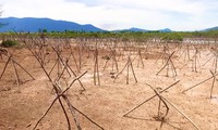 Rừng ngập mặn ở Hà Tĩnh vừa trồng đã chết trắng
