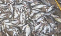 Cá chết trắng xoá bất thường trên sông Con: Nghi do nguồn nước lạ?