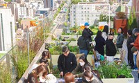 Nơi người trẻ cùng trồng cây tạo không gian xanh giữa lòng thành phố
