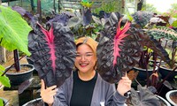 Cô gái An Giang lai tạo giống cây lạ đen - hồng như tên bài hát BlackPink
