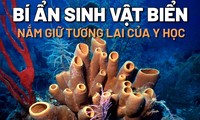 Bí ẩn những sinh vật biển lâu đời nhất hành tinh nắm giữ tương lai của y học