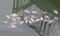 Revealing the reason why fish in Bach Thuy Hop lake died en masse 