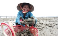 Những phụ nữ vùng biển đội nắng bới cát kiếm thêm thu nhập