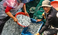 Ngư dân Bình Định trúng đậm lộc biển, thu 225 tấn ruốc, cá cơm sau 3 ngày