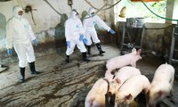 Hà Nội: Hầu hết các địa phương đã khống chế được dịch tả lợn Châu Phi
