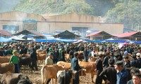 Chợ bò hàng tuần là nét đặc trưng tại Mèo Vạc (Hà Giang)