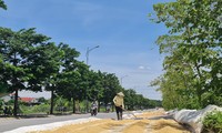 Thóc phơi đầy đường ở ngoại thành Hà Nội gây khó cho người tham gia giao thông
