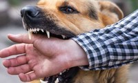 Chó nuôi phát dại cắn liên tiếp 6 người ở Hà Nội 
