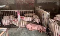 Phát hiện hơn 4.000kg thịt lợn có triệu chứng nhiễm bệnh tại Tam Đảo