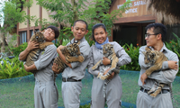 Vinpearl Safari đón thêm 4 chú hổ quý Bengal