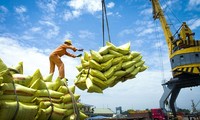 Giá lúa gạo tăng cao, Thủ tướng chỉ đạo bảo đảm an ninh lương thực và xuất khẩu bền vững