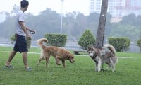 Chó không rọ mõm vẫn &apos;tung tăng&apos; trong công viên Thống Nhất
